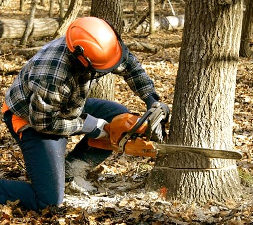 Tree Removal in Saint Germain, WI